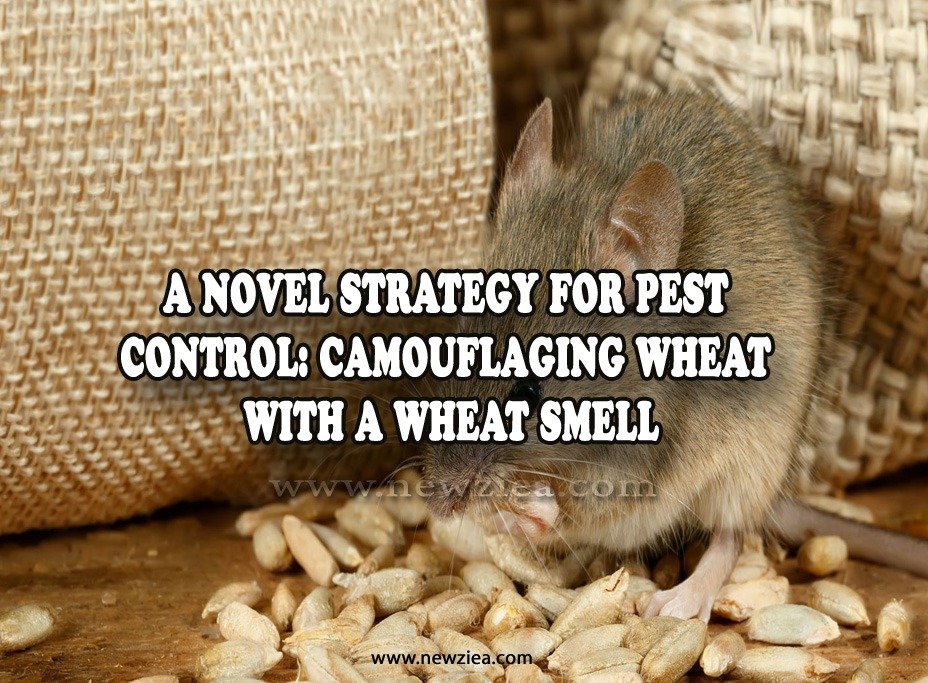 A Novel Strategy for Pest Control: Camouflaging Wheat with a Wheat Smell