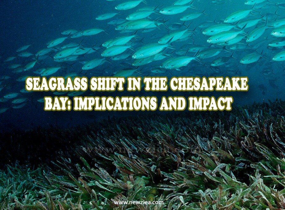 Seagrass Shift in the Chesapeake Bay: Implications and Impact