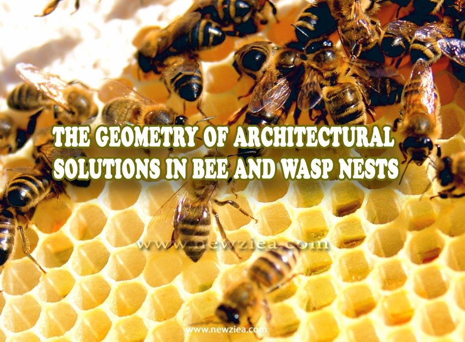 The Geometry of Architectural Solutions in Bee and Wasp Nests